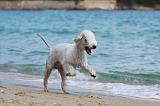 BEDLINGTON TERRIER 061